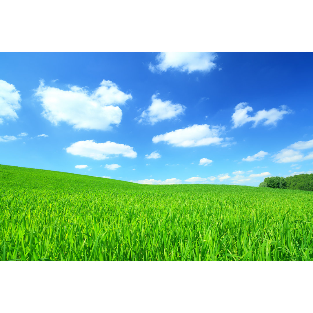 Grünes Feld und weiße Wolken