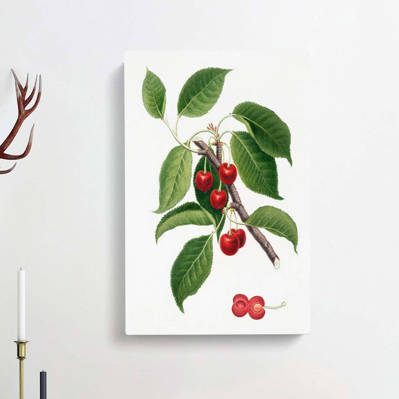 Sour Cherry Tree by Giorgio Gallesio - Wrapped Canvas, 50cm H x 35cm W x 3cm D