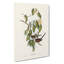 Graceful Ground Doves by Elizabeth Gould - Wrapped Canvas-55366174