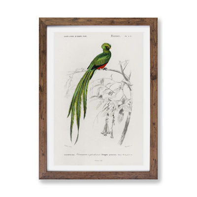 Pavonine Quetzal Bird by Charles d Orbigny - Framed Print
