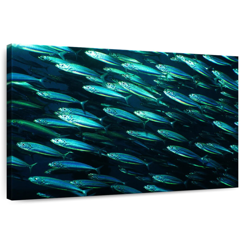 Banc de poissons, H 16 po x l 24 po
