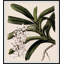 Frond Fountains 2 Print by Art House Studios-538882880