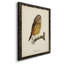 Maddock French Owls II-88378312-88378310