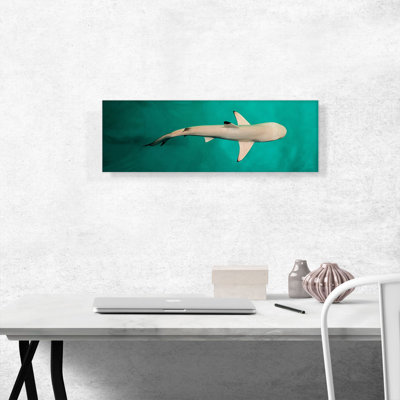 " Whitetip Reef Shark Panoramic "
