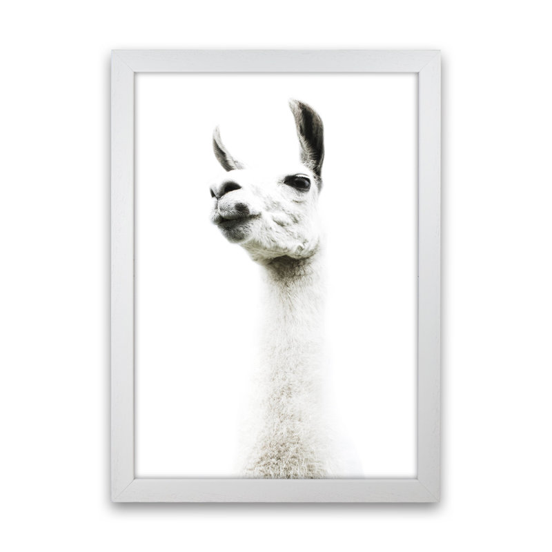 Llama II by Victoria Frost - Print, White Framed, 34cm H x 25cm W x 3cm D