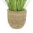 Dahlias and Grass in Rope Planter