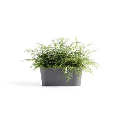 Pot Planter