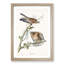 Red-Shouldered Hawks by John Audubon - Picture Frame Painting Print-55772269-55772270