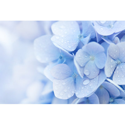 Magnifique hortensia - photographie sur toile
