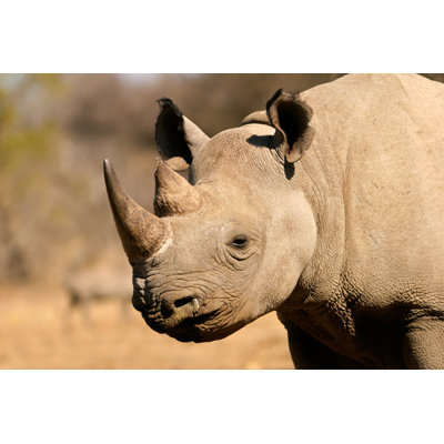 Western African Rhinoceros - Wrapped Canvas Print