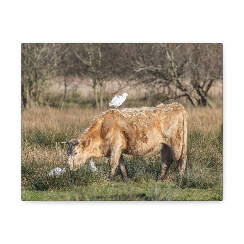 No Frame Print on Canvas, 27.94cm H x 35.56cm W