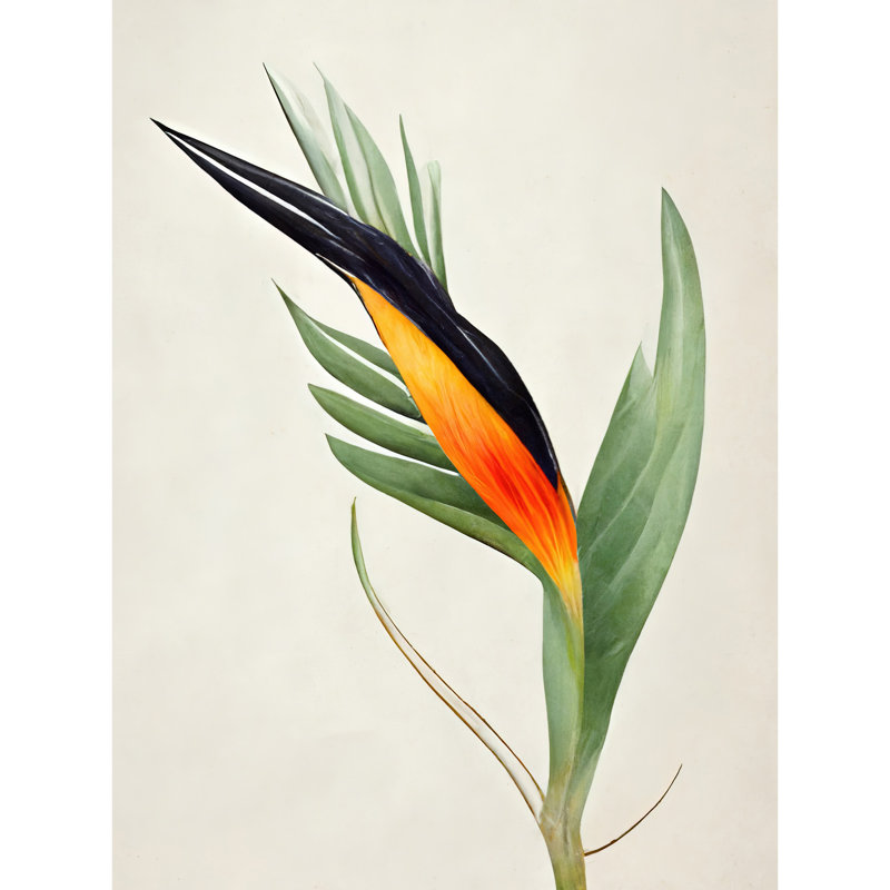 Tropical Bird Of Paradise Flower - Print, Unframed, 40.5cm H x 30.5cm W x 0.2cm D