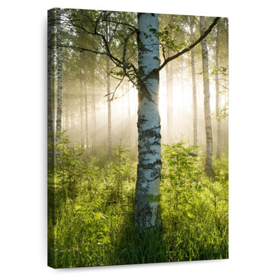 Harnek Sunlit Birch Tree