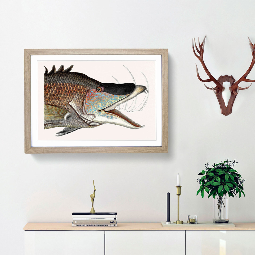 Great Hog-Fish by Mark Catesby - Picture Frame Painting Print