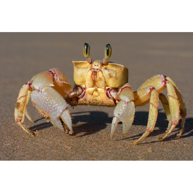 Close Up Of The Ghost Crab On A Sandy Foundation by EcoPic - Wrapped Canvas Print, 31cm H x 46cm W x 3.8cm D