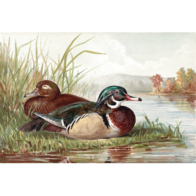Resting Duck 2