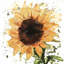 Grand tournesol - jaune, salon, impression mat-121072438