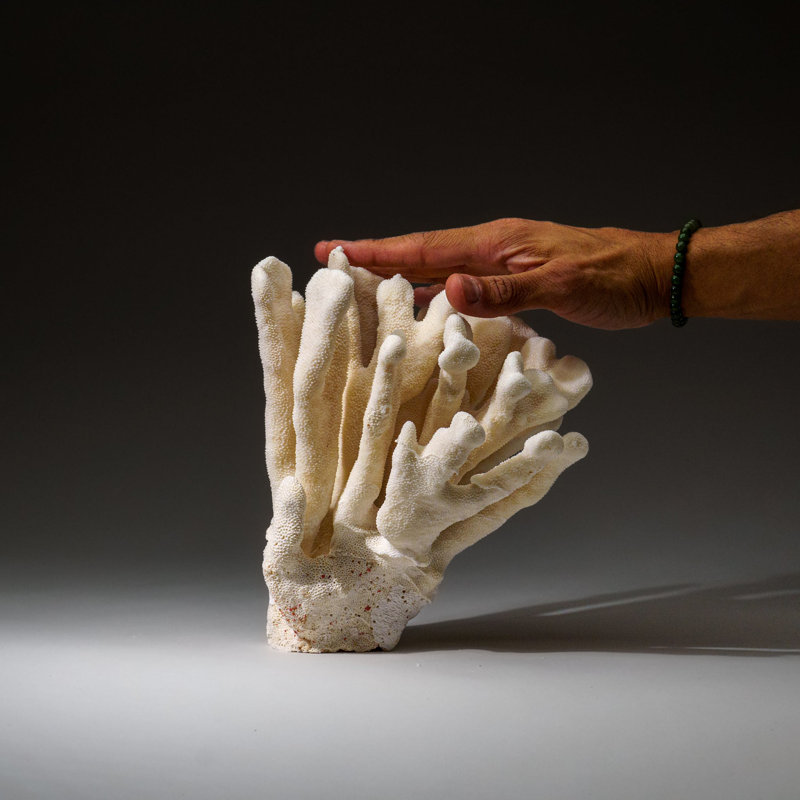 Genuine White Cat's Paw Coral (4 Lbs)