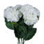 Anastasija Arrangement