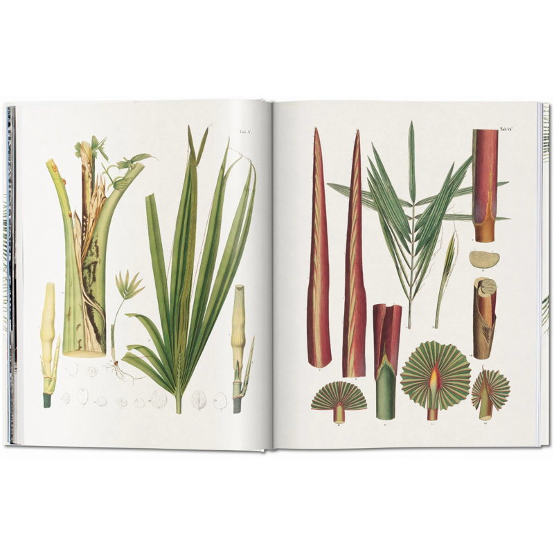 Martius, Book Of Palms