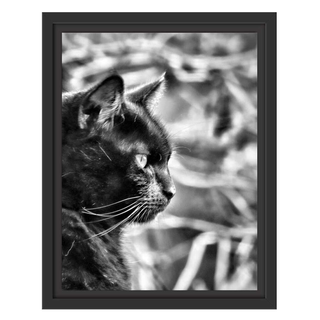 Gerahmtes Wandbild schwarze Katze