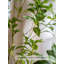 Ornement décoratif d'intérieur et d'extérieur de verdure artificielle minimaliste Pieris Japonica