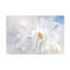 Jacky Parker  Magnolia Stellarta Canvas Art-2142954112