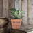 Denena Pot Planter