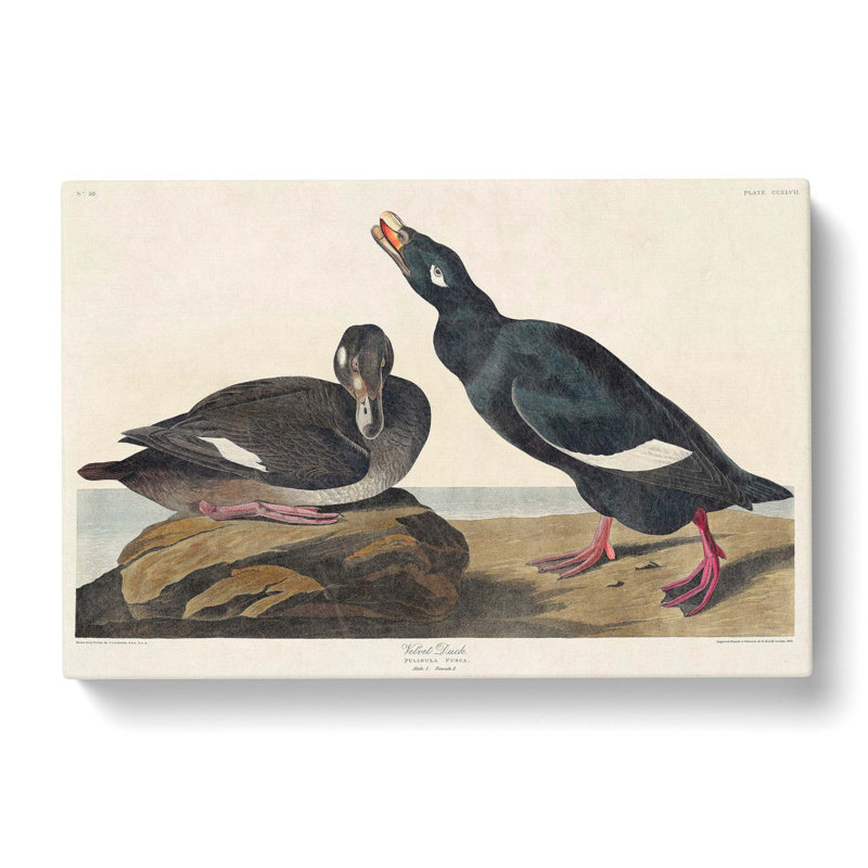 Velvet Duck by John Audubon - Wrapped Canvas Painting, 35cm H x 50cm W x 3cm D