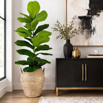 Plante de figue 5 pieds dans un panier moka crème
