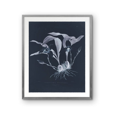 Maxillaria Skinneri Print by Porter Design