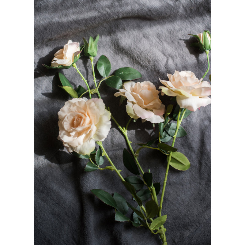 Tige de rose en fleur, Blanc