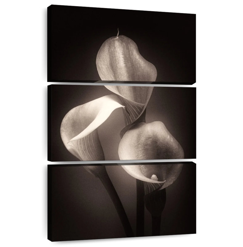 Harnek Calla Lilly Sepia, 57" H x 36" W