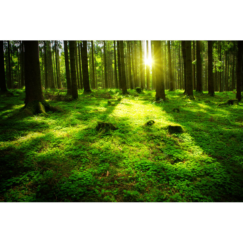 Green Forest - Wrapped Canvas Print, 81cm H x 122cm W x 3.8cm D