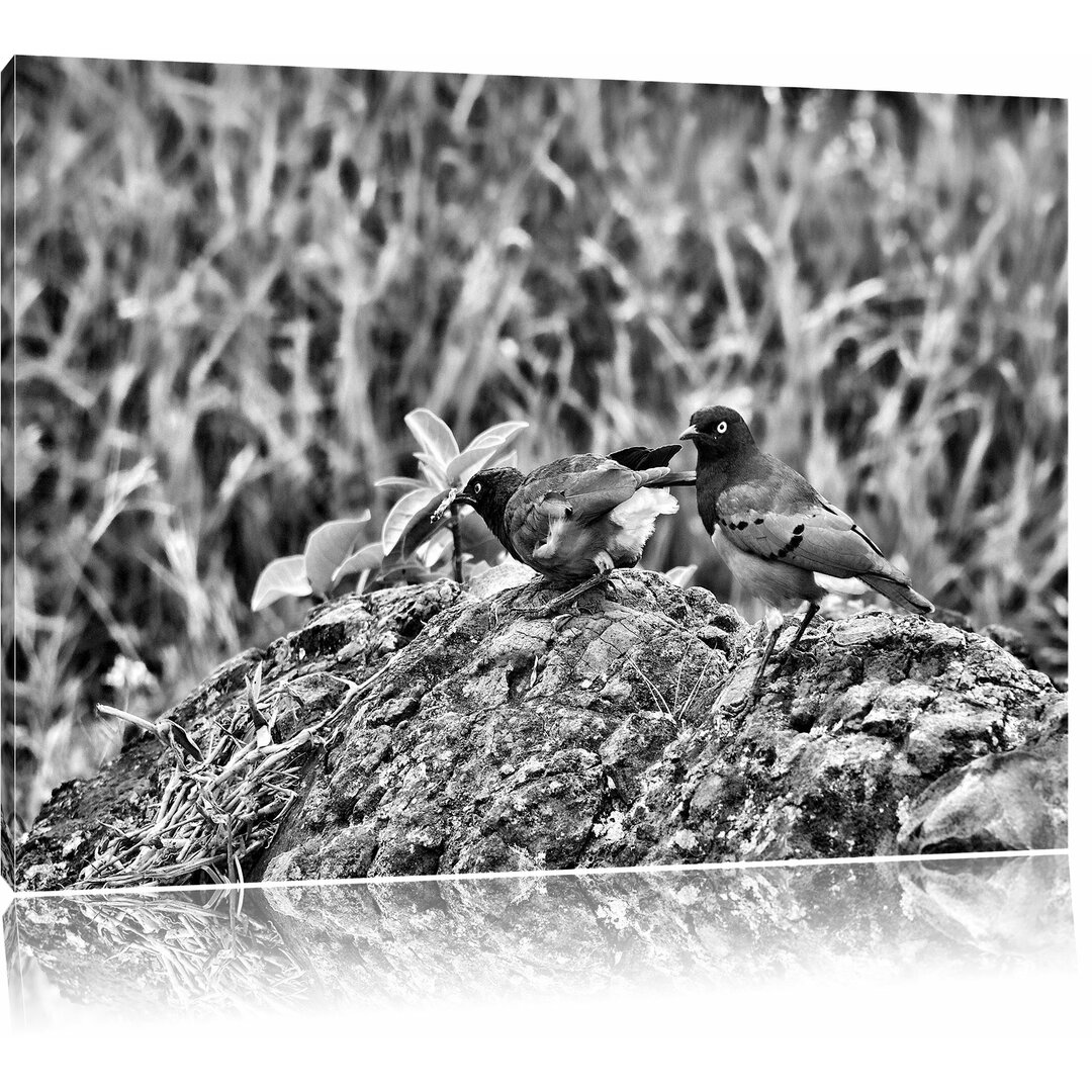 Leinwandbild Farbenfrohe Dreifarben-Glanzstare auf einem Stein in Monochrom