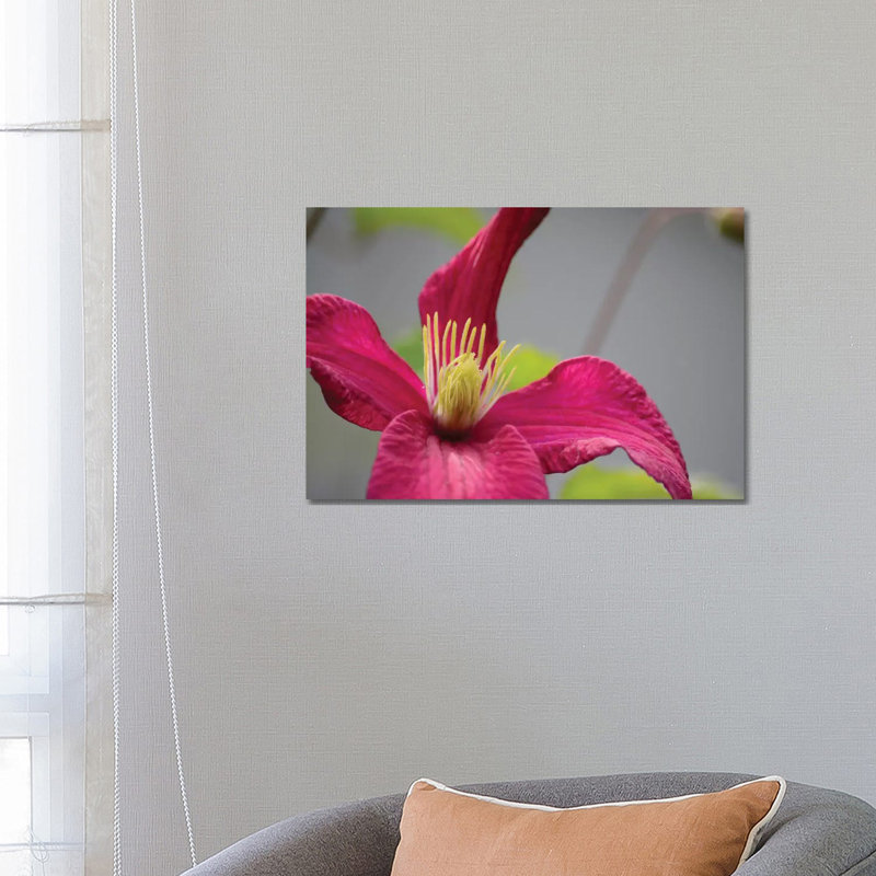 Pink Clematis by Savanah Plank - Gallery-Wrapped Canvas Giclée on Canvas, 20.32 cm H x 30.48 cm W, Canvas