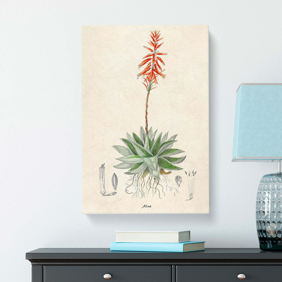 Illustration of an Aloe Vera Plant - Wrapped Canvas