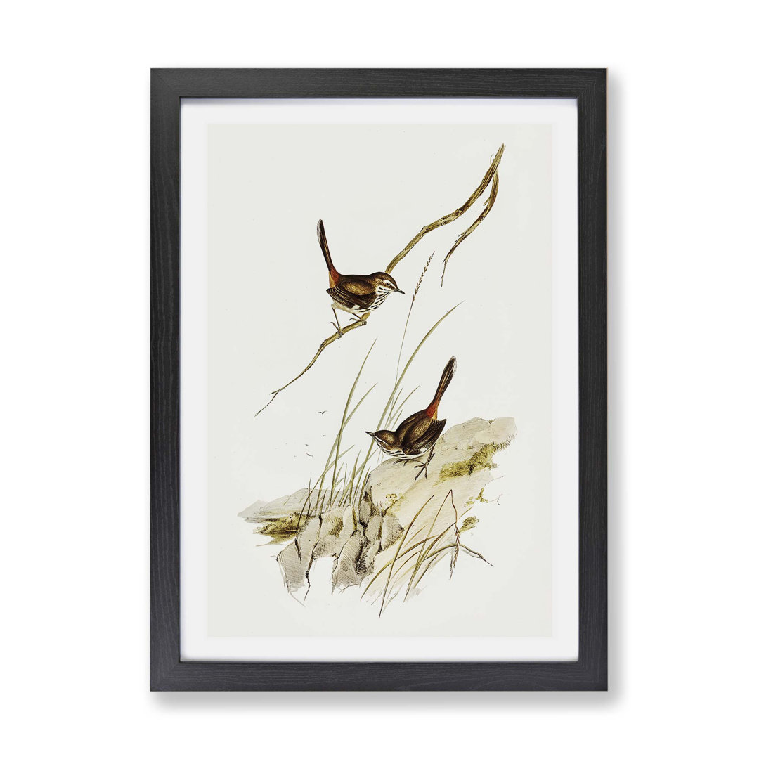 Cautious Wren by Elizabeth Gould - Framed Print