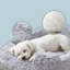 Tous les lits pour chien