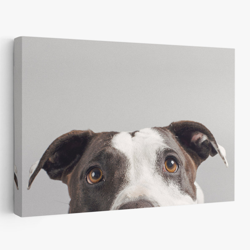 Rubis - photographie, animaux, chiens, H 16 po x l 24 po