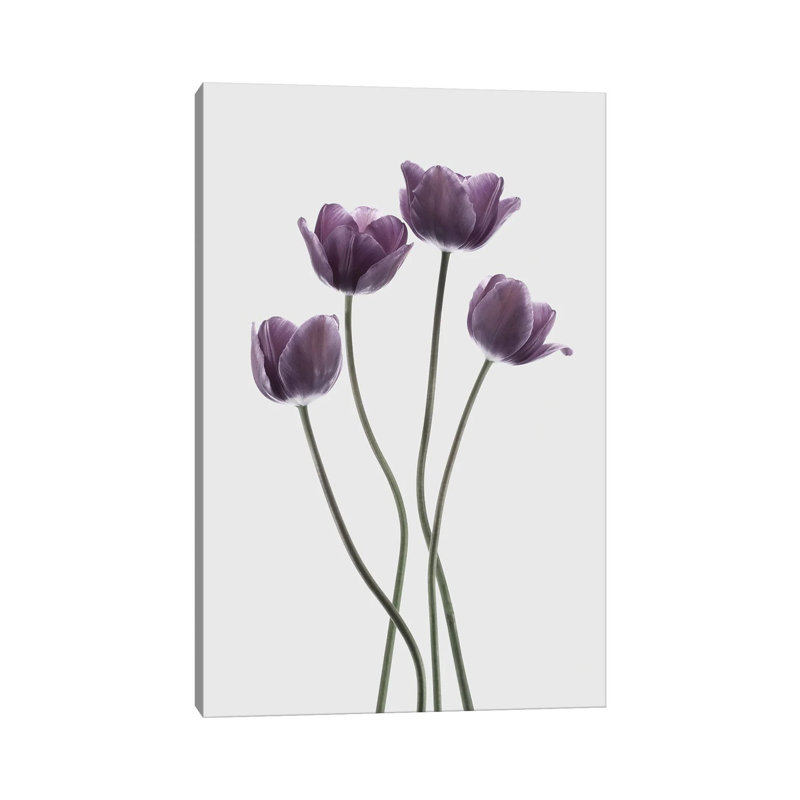 Tulips Purple by Design Fabrikken - Wrapped Canvas Print, 101.6 cm H x 66.04 cm W x 3.175 cm D