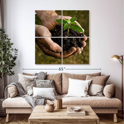 Senne New Seedling Sprouting