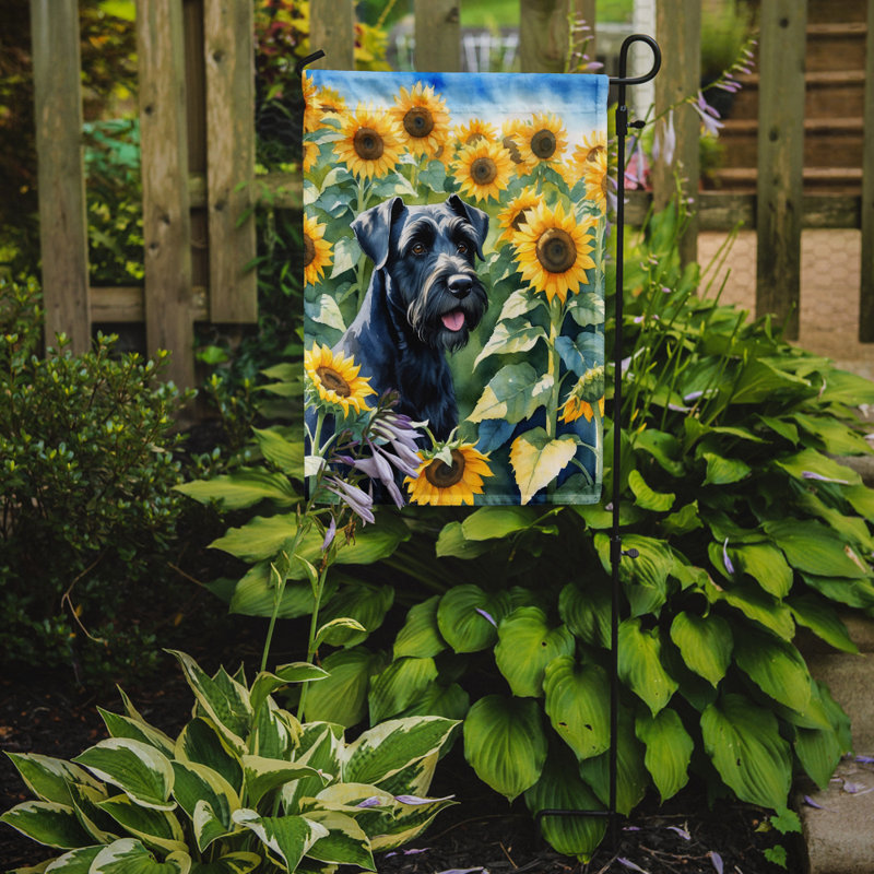 Lévrier irlandais dans le drapeau du jardin de tournesols, Schnauzer géant
