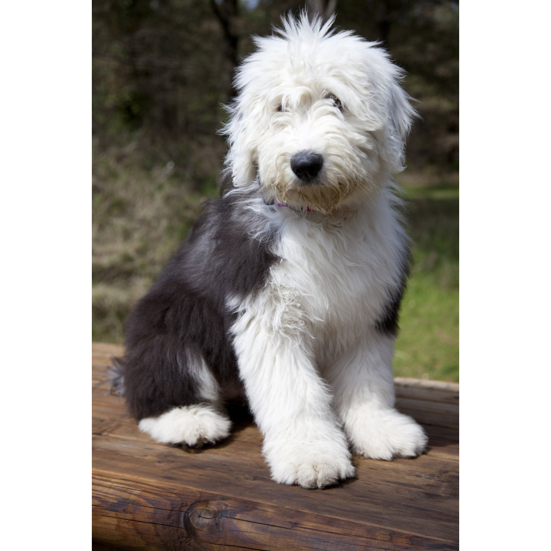 Old English Sheepdog von SashaFoxWalters - Kunstdrucke auf Leinwand