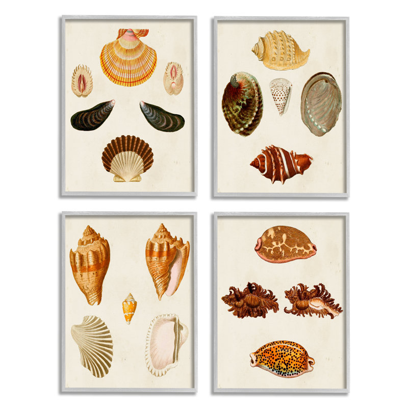 Étude de coquillage rétro rétro avec motifs complexes de coquillages par W.W. Knorr - Ensemble de 4 reproductions d'impressions
