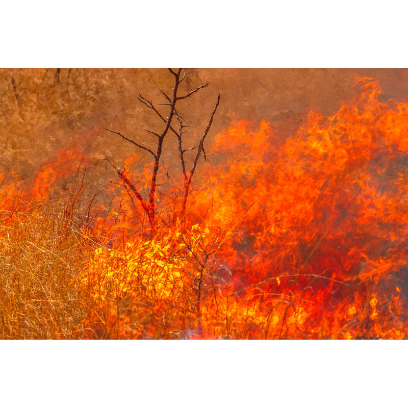 Australian Bushfire Background by Bennymarty - Wrapped Canvas Print, 30cm H x 46cm W