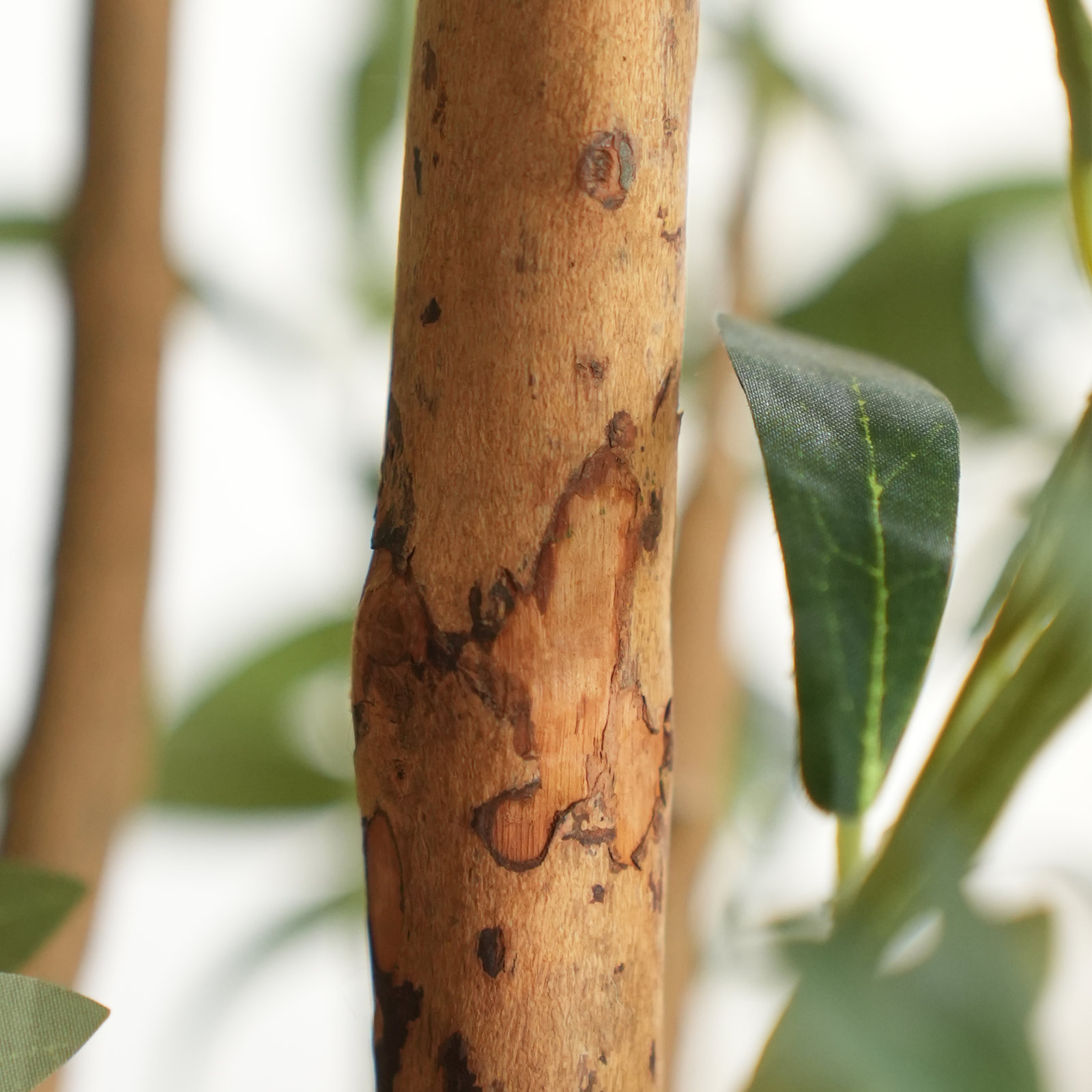 Ashwell Olive Plant in Pot, 60" H x 26" W