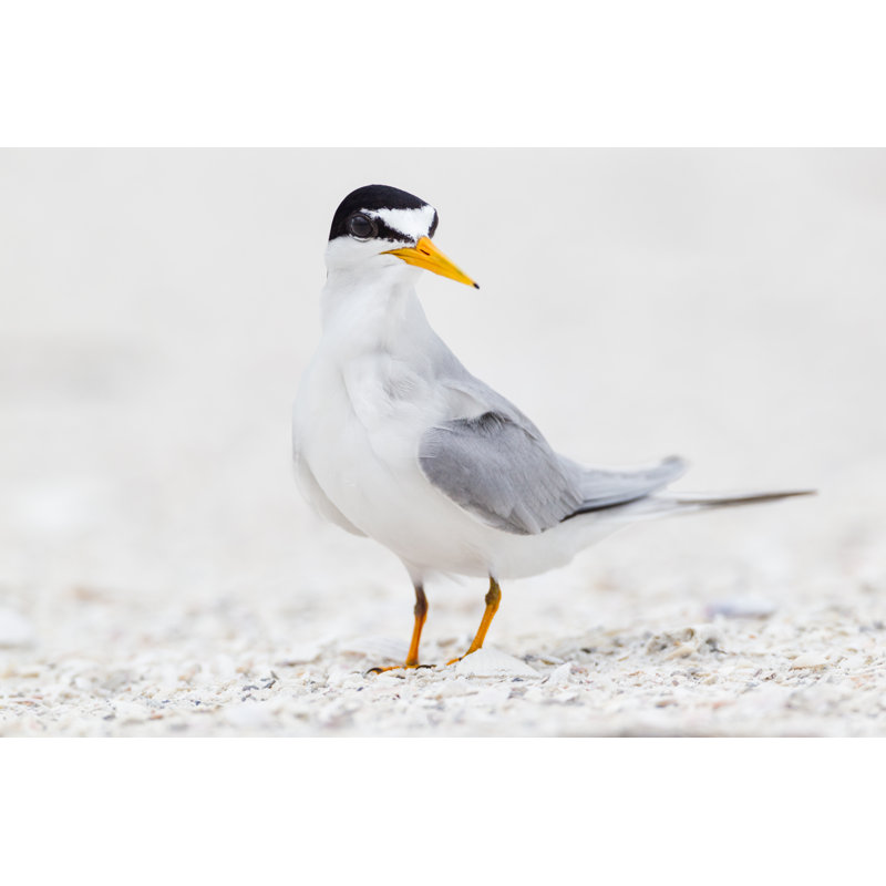 «Least Tern» par Kencanning, H 24 po x l 36 po