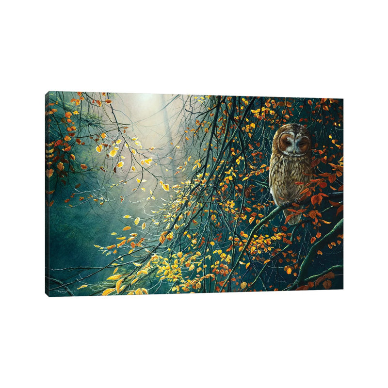 Tawny Owl by Jeremy Paul - Print on Canvas, Wrapped Canvas, 30.48 cm H x 45.72 cm W