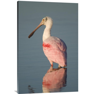 " Roseate Spoonbill " Print